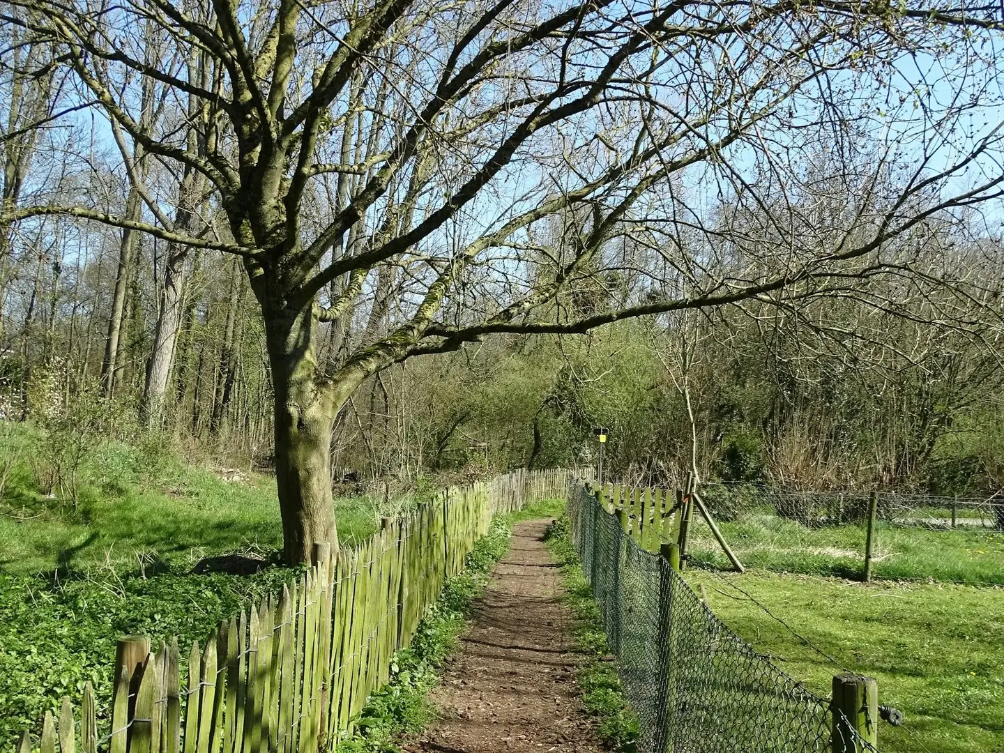 brown wooden fence near bare trees during daytime